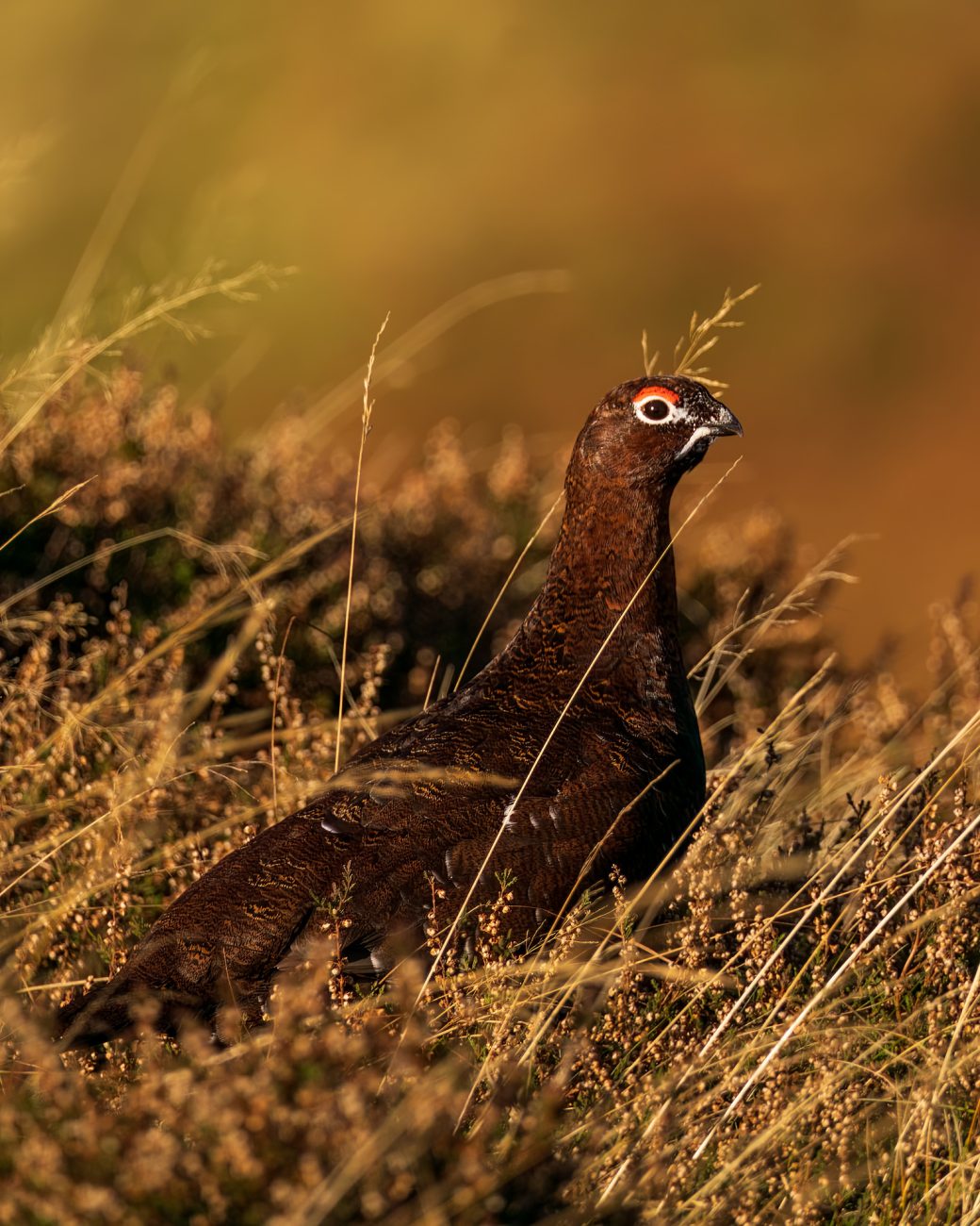 A Grouse amongst tall grasses.